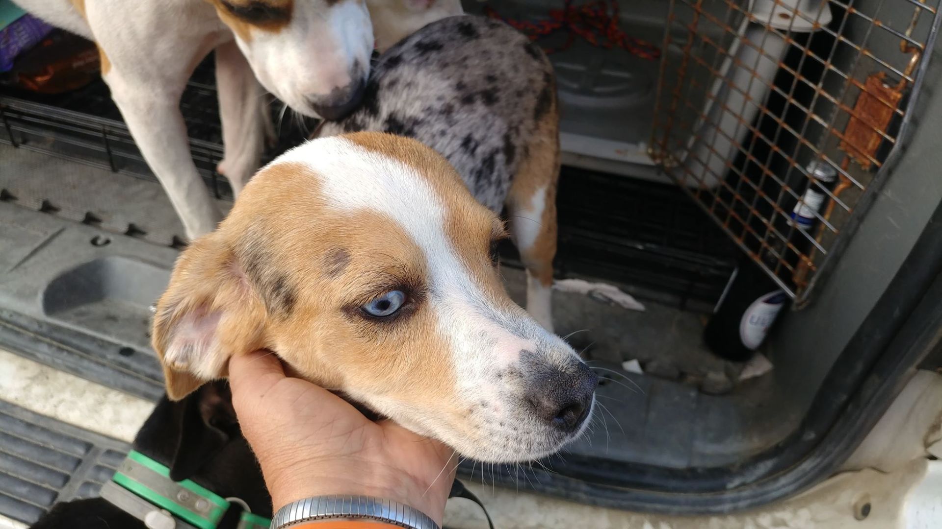 PetConnect Rescue - Hurricane Florence Rescue2.jpg